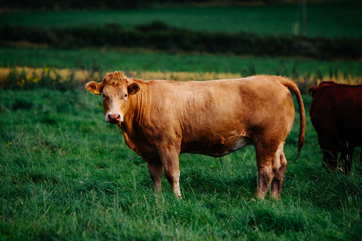 Bœuf vivant sur les plaines d'Irlande