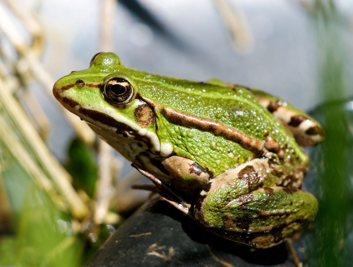 Grenouille vivante au bord de l'eau, sauvage et paisible dans son environnement naturel