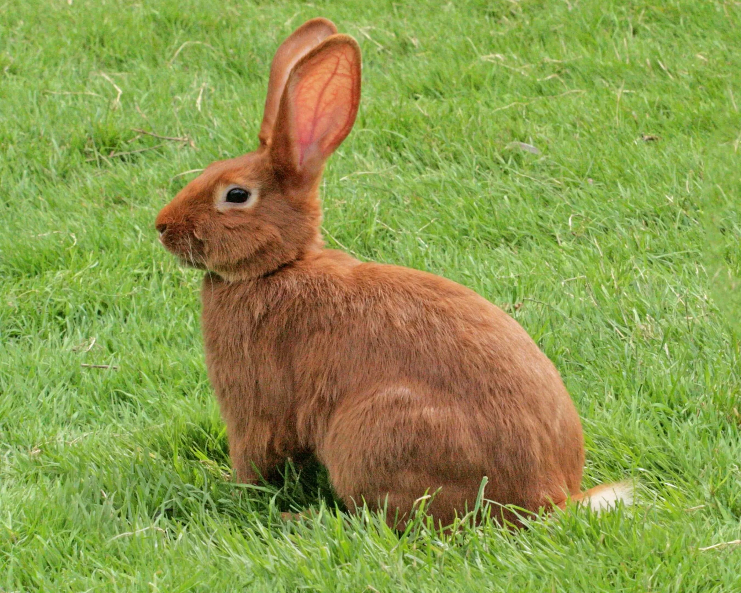 lapin roux qui gambade dans le pré.
