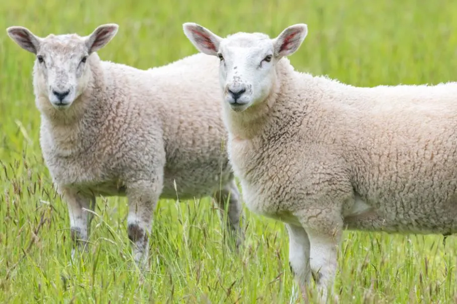 Mouton paisible dans un pré, aspect naturel et serein
